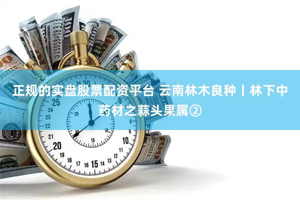 正规的实盘股票配资平台 云南林木良种丨林下中药材之蒜头果属②